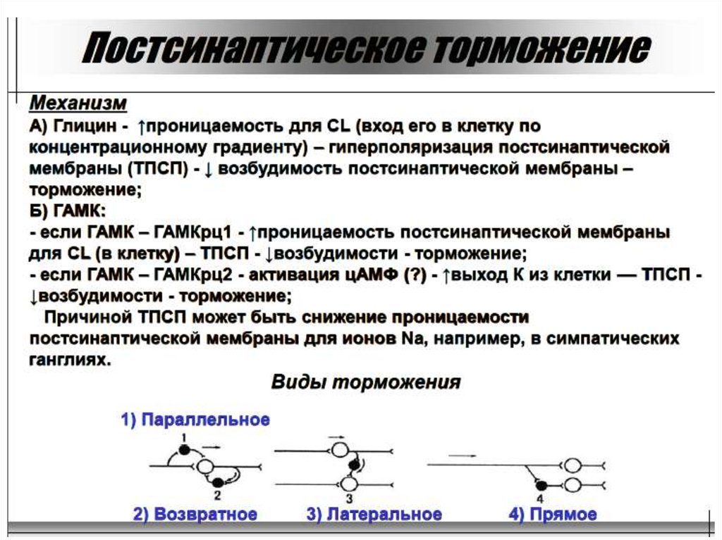 Механизм развития торможения. Пресинаптическое торможение в ЦНС. Пресинаптическое торможение схема. Постсинаптическое торможение схема. Поступательное постсинаптическое торможение.